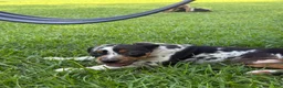 Catahoula Leopard Dog dogs for sale: Blue Girl - Ad 4