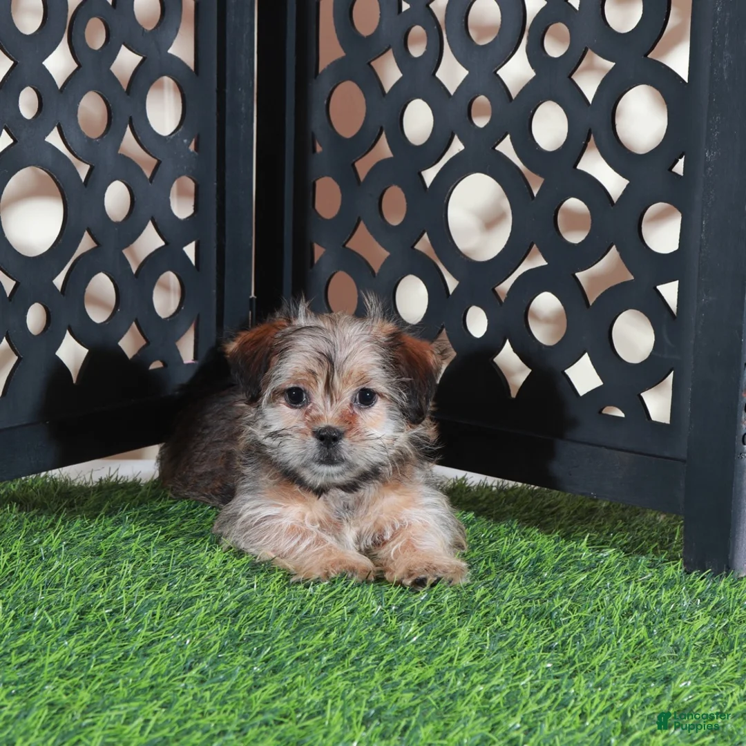 Shorkie dogs for sale: Minnie Cutest Little Female Shorkie Puppy - Ad 4