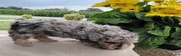 Bichpoo dogs for sale: Marble - Ad 7