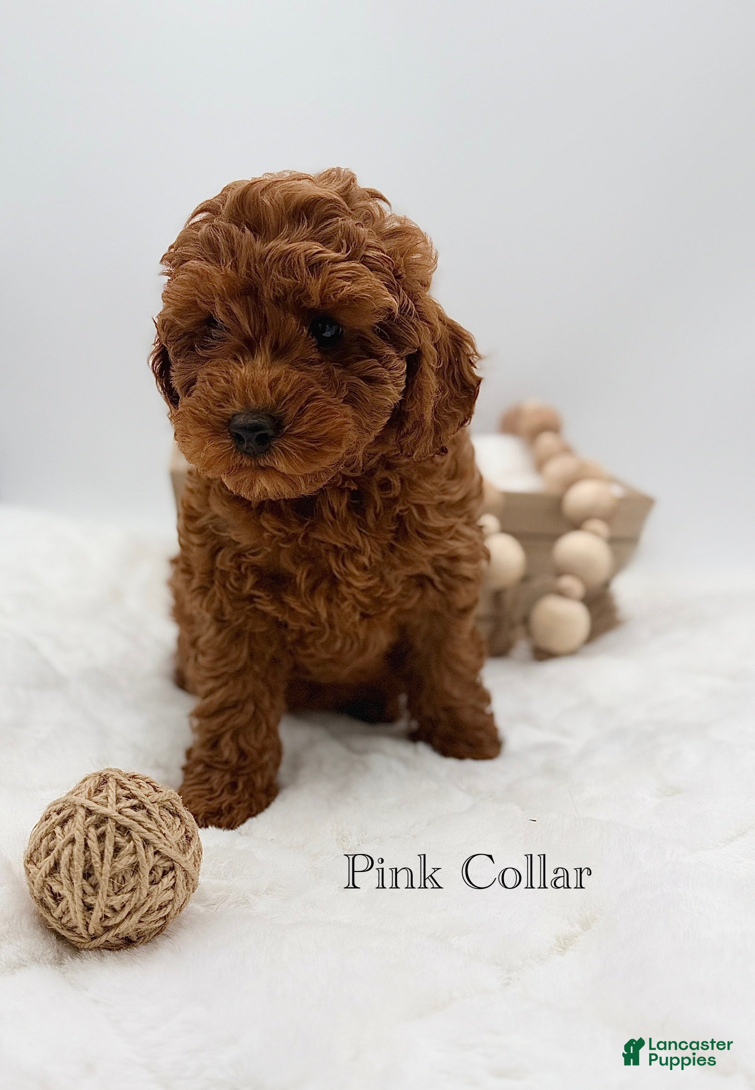 Mini Goldendoodle dogs Mini Goldendoodle 7 - Ad 9