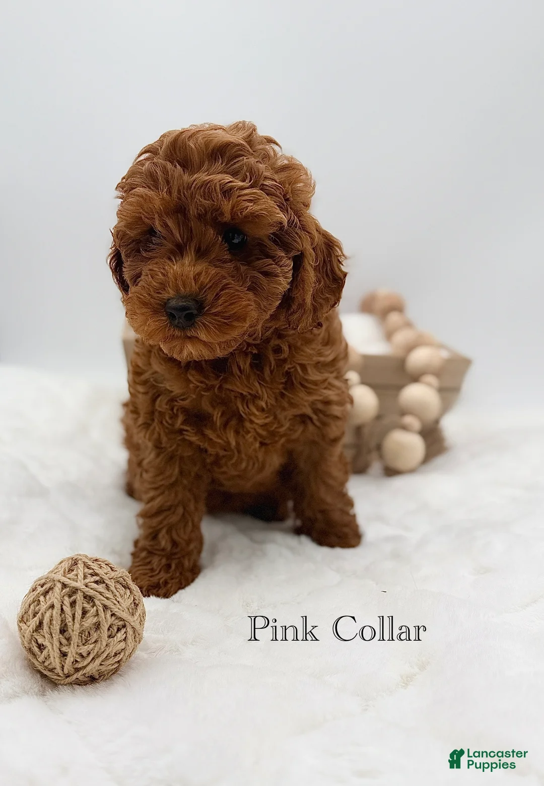 Mini Goldendoodle dogs for sale: Mini Goldendoodle 7 - Ad 1