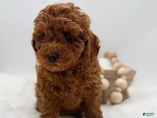Mini Goldendoodle dogs Mini Goldendoodle 7 - Ad 9