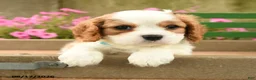 Cavalier King Charles Spaniel dogs for sale: Ford - Ad 5