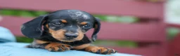 Miniature Dachshund dogs for sale:  Tilly 🎀 - Ad 17