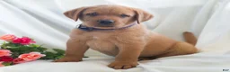 Labrador Retriever dogs for sale: Jaren - Ad 5