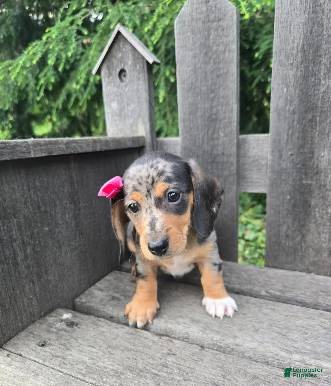 Miniature Dachshund dogs for sale: Bella - Ad 2