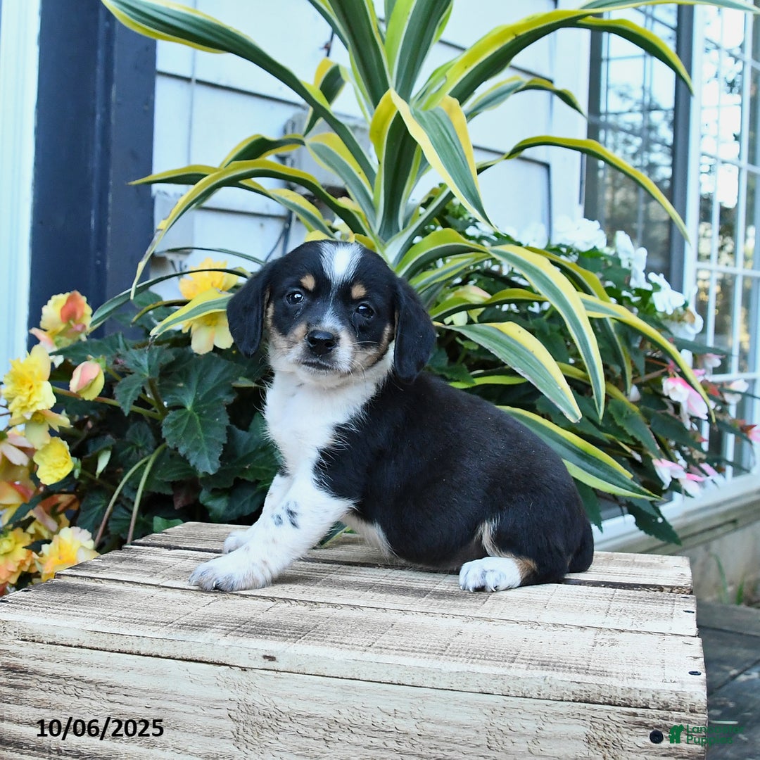 Mixed Breed dogs for sale: Dawn - Ad 2