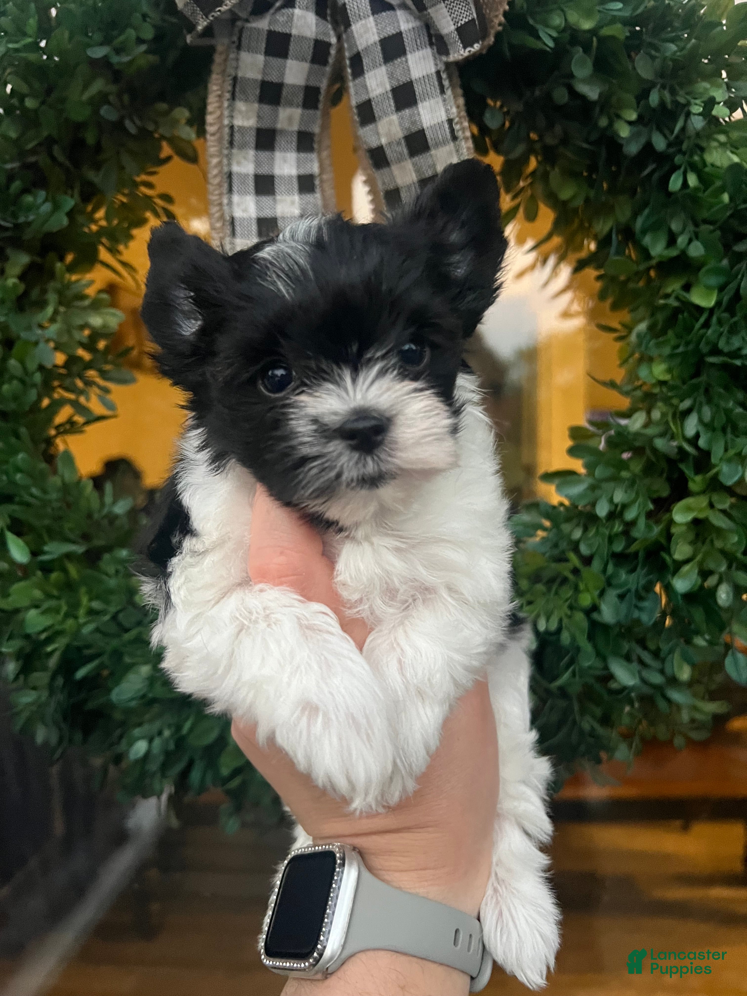 Yorkshire Terrier dogs Yorkshire Terrier 4 - Ad 22