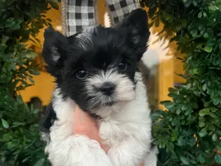Yorkshire Terrier dogs Yorkshire Terrier 4 - Ad 10