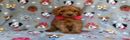 Cavapoo dogs for sale: Meeko - Ad 4