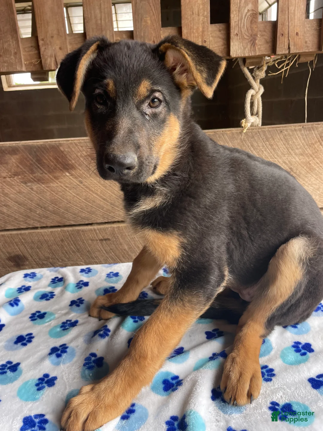 German Shepherd dogs for sale: Zelda - Ad 4