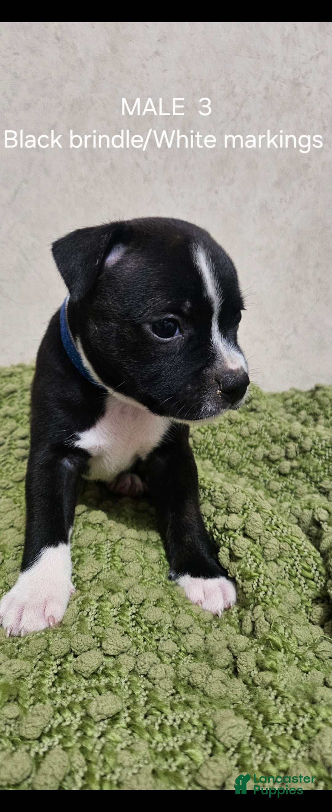 Staffordshire Bull Terrier dogs Staffordshire Bull Terrier 4 - Ad 6