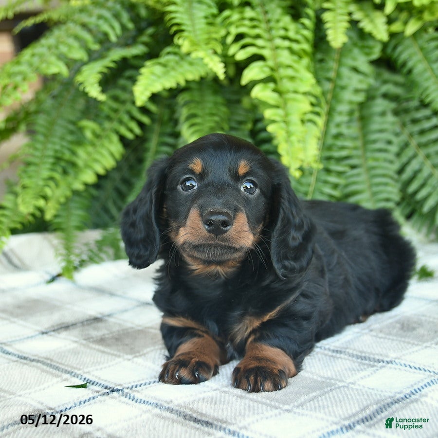 Miniature Dachshund dogs Parker  - Ad 2