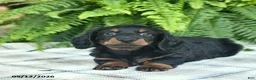 Miniature Dachshund dogs for sale: Parker  - Ad 2