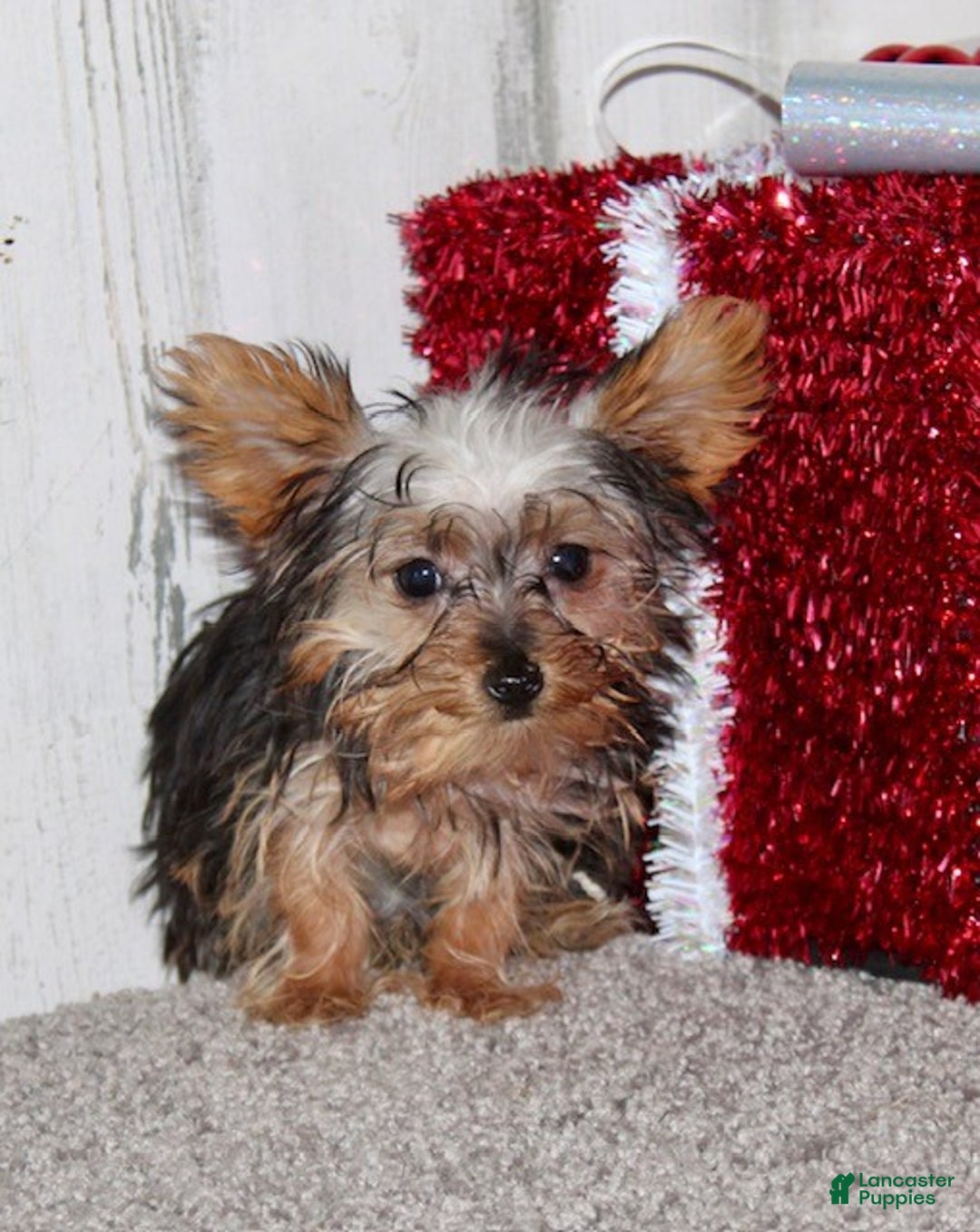 Yorkiepoo dogs for sale: Titan - Ad 2
