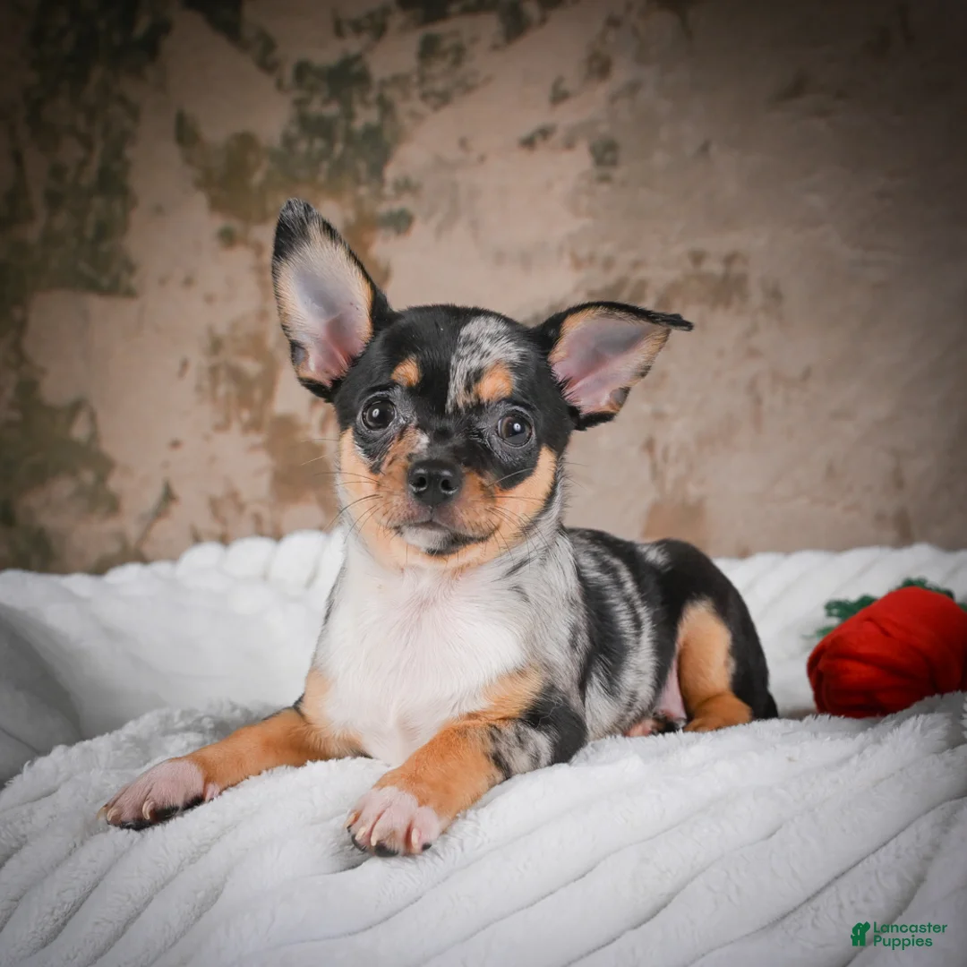 Chihuahua dogs for sale: Abby - Ad 1