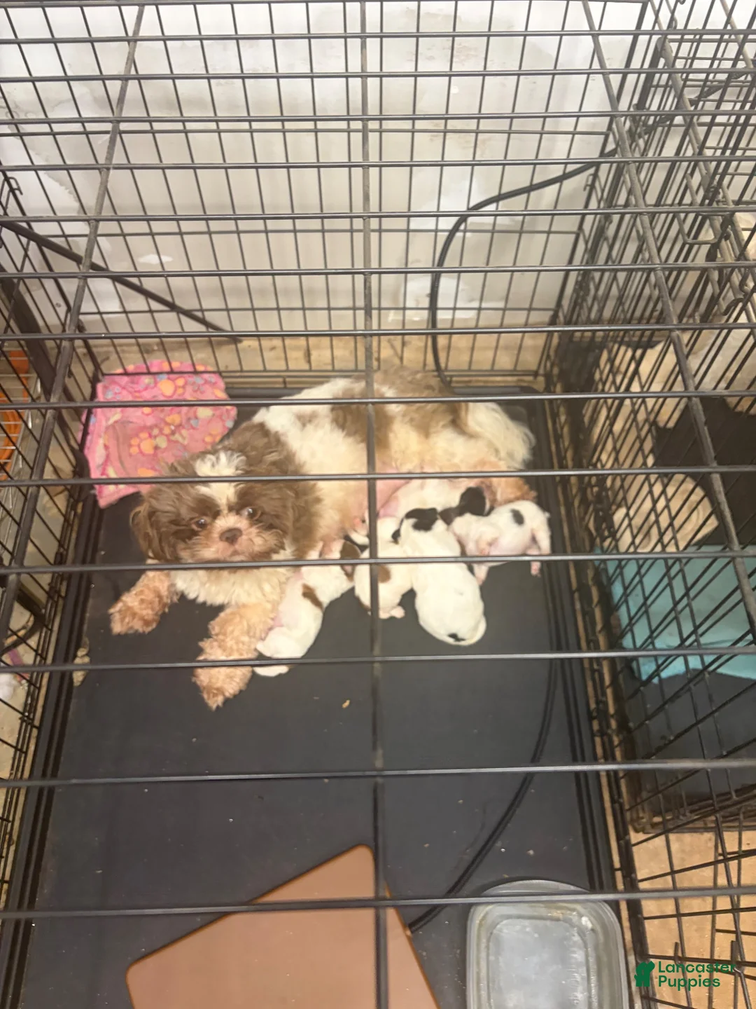 Mixed Breed dogs for sale: Pharaoh - Ad 2