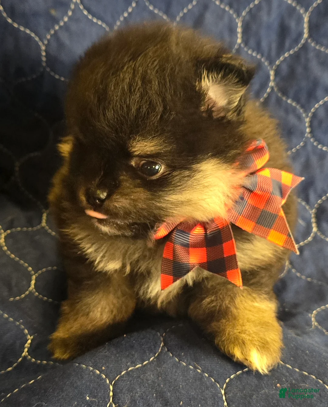 Pomeranian dogs for sale: Cho and Tan boy - Ad 2