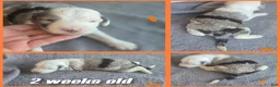 Sheepadoodle dogs for sale: Orchid - orange collar - Ad 4