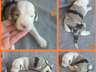 Sheepadoodle dogs Orchid - orange collar - Ad 11