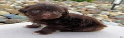 Havanese dogs for sale: Rowdy - Ad 3