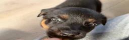 Mixed Breed dogs for sale: Boy 1 (no tail) Karma - Ad 3
