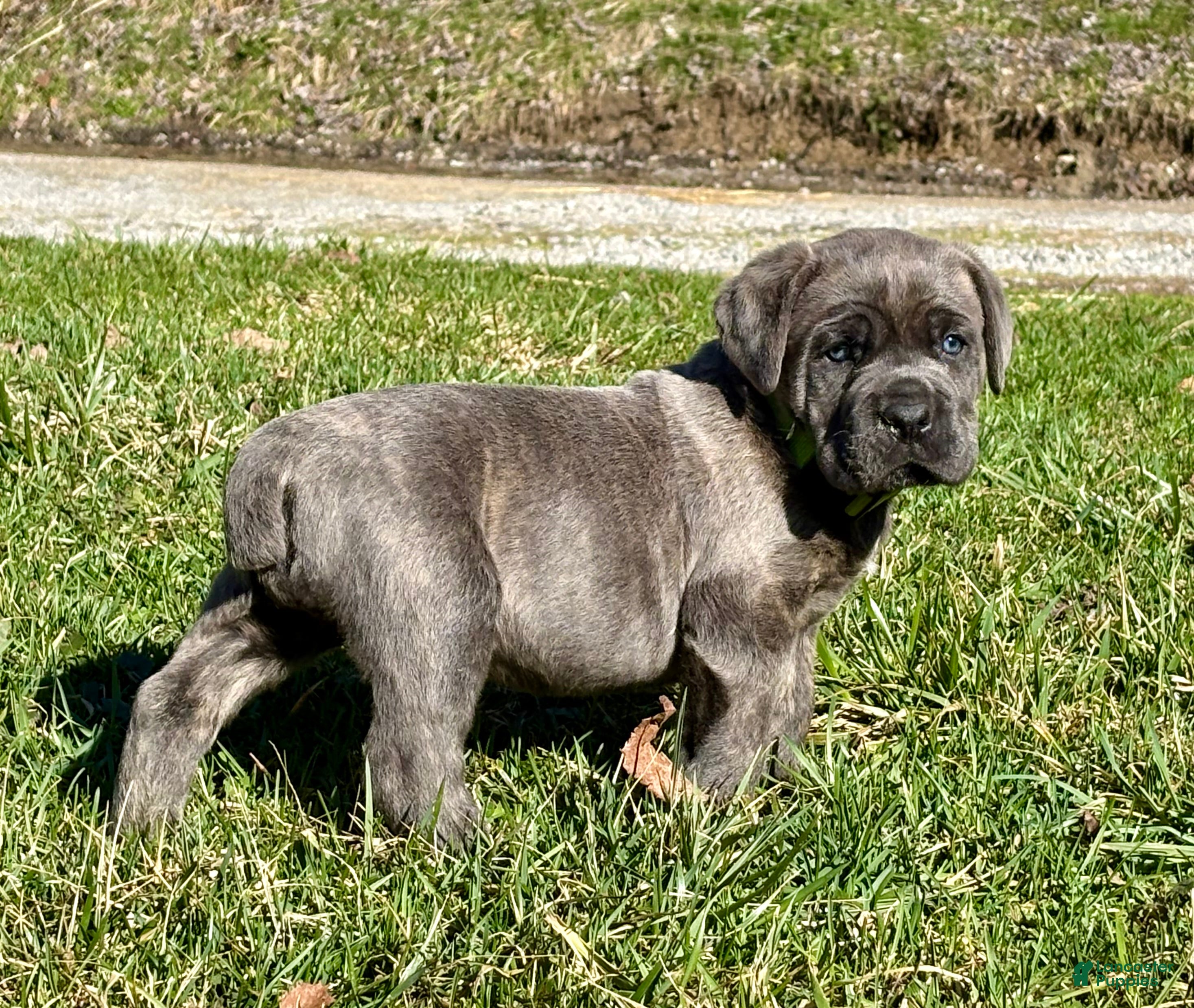 Cane Corso dogs Cane Corso Puppy 1 - Ad 1