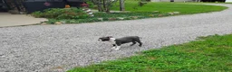 Boston Terrier dogs for sale: Razzle - Ad 7