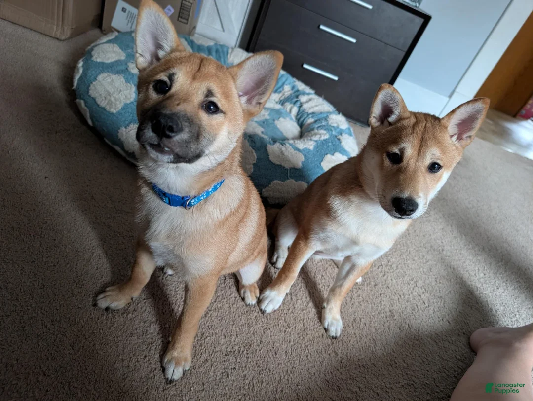 Shiba Inu dogs for sale: Ruby - Ad 4