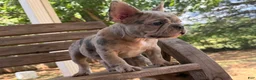 French Bulldog dogs for sale: Ron - Ad 5