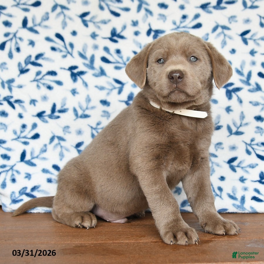 Labrador Retriever dogs Gunner - Ad 2