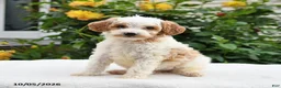 Mini Goldendoodle dogs for sale: Patches - Ad 7