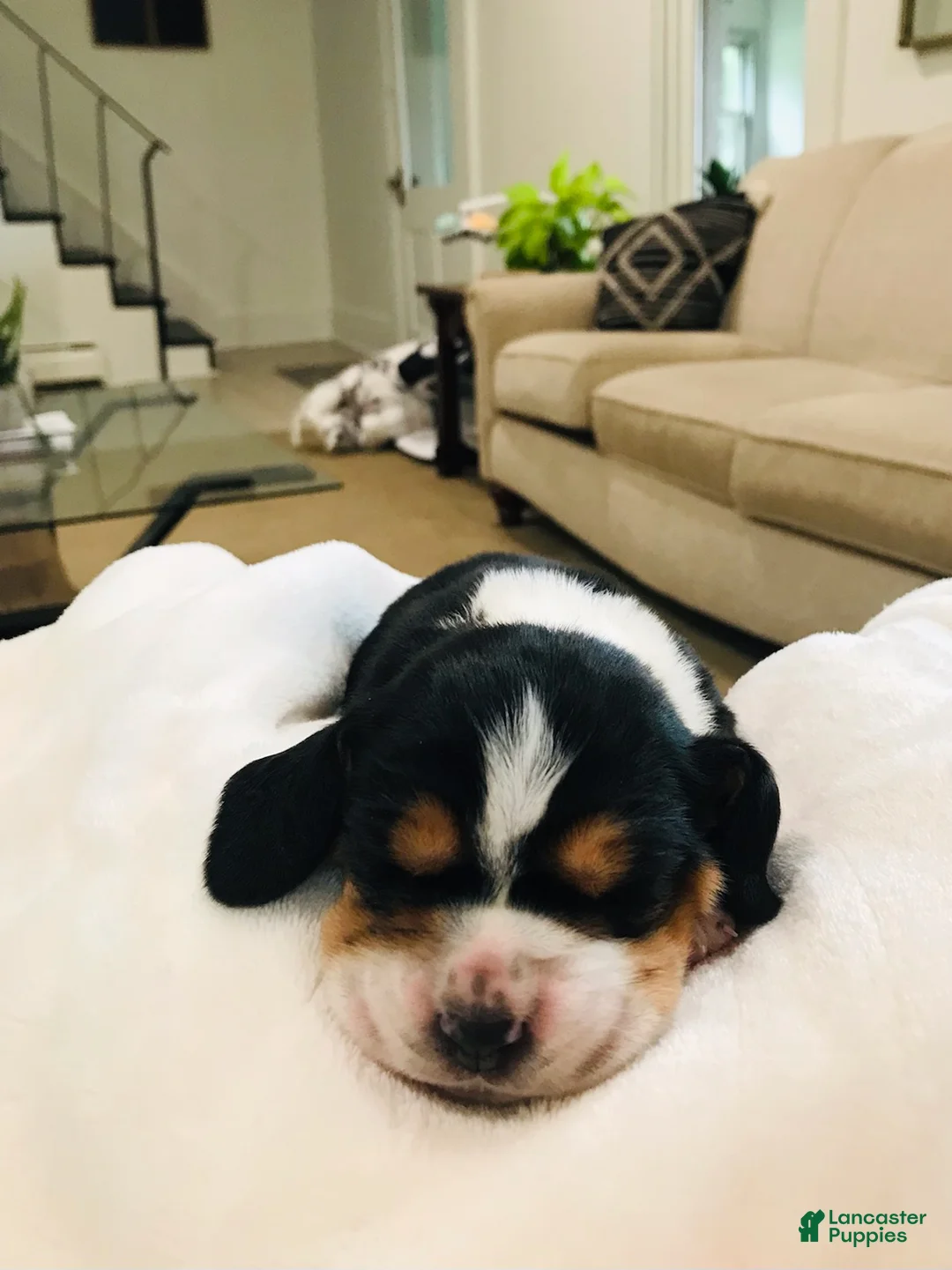 Basset Hound dogs for sale: Jewel-Female - Ad 3