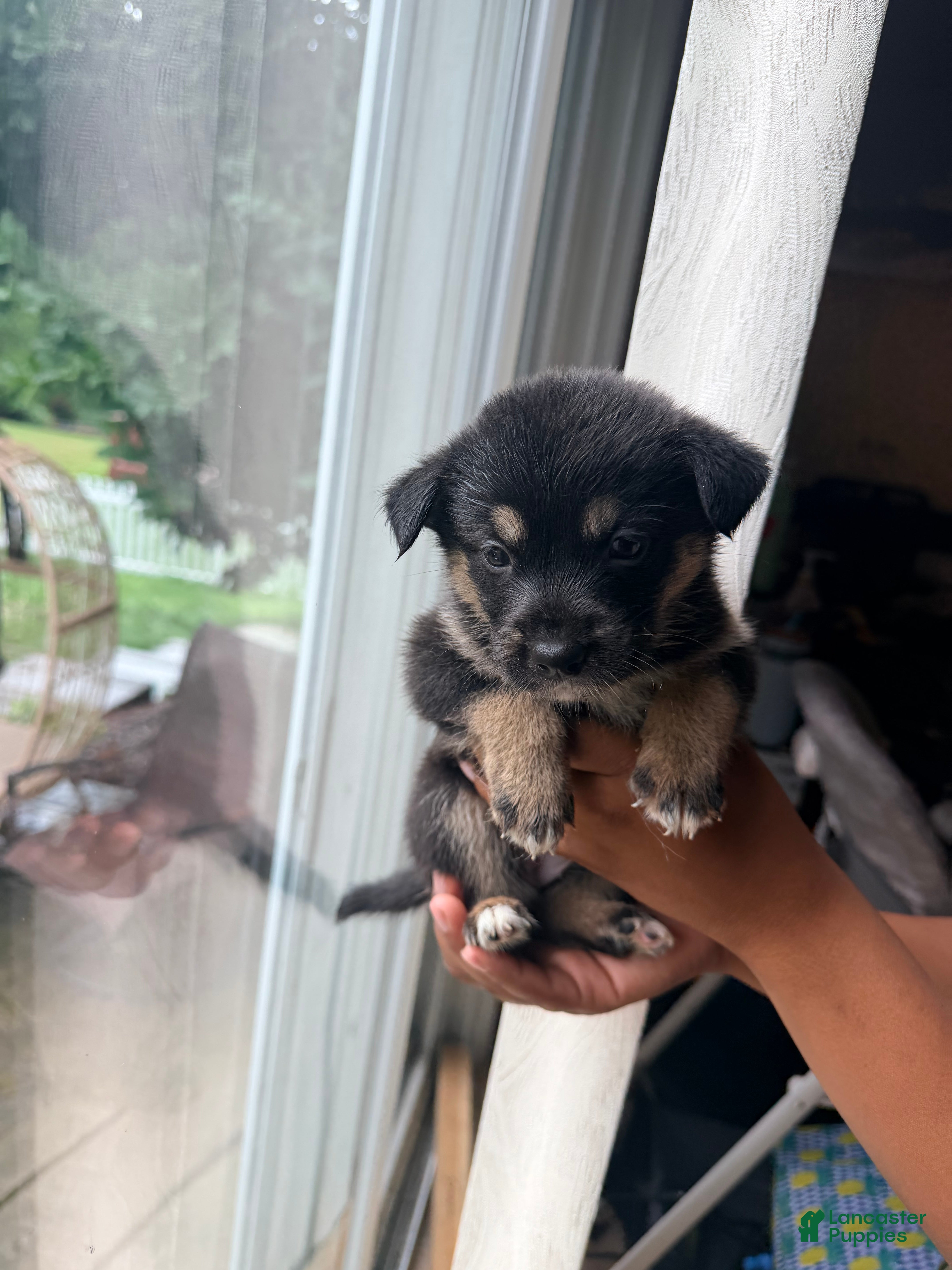Mixed Breed dogs Roxy - Ad 19