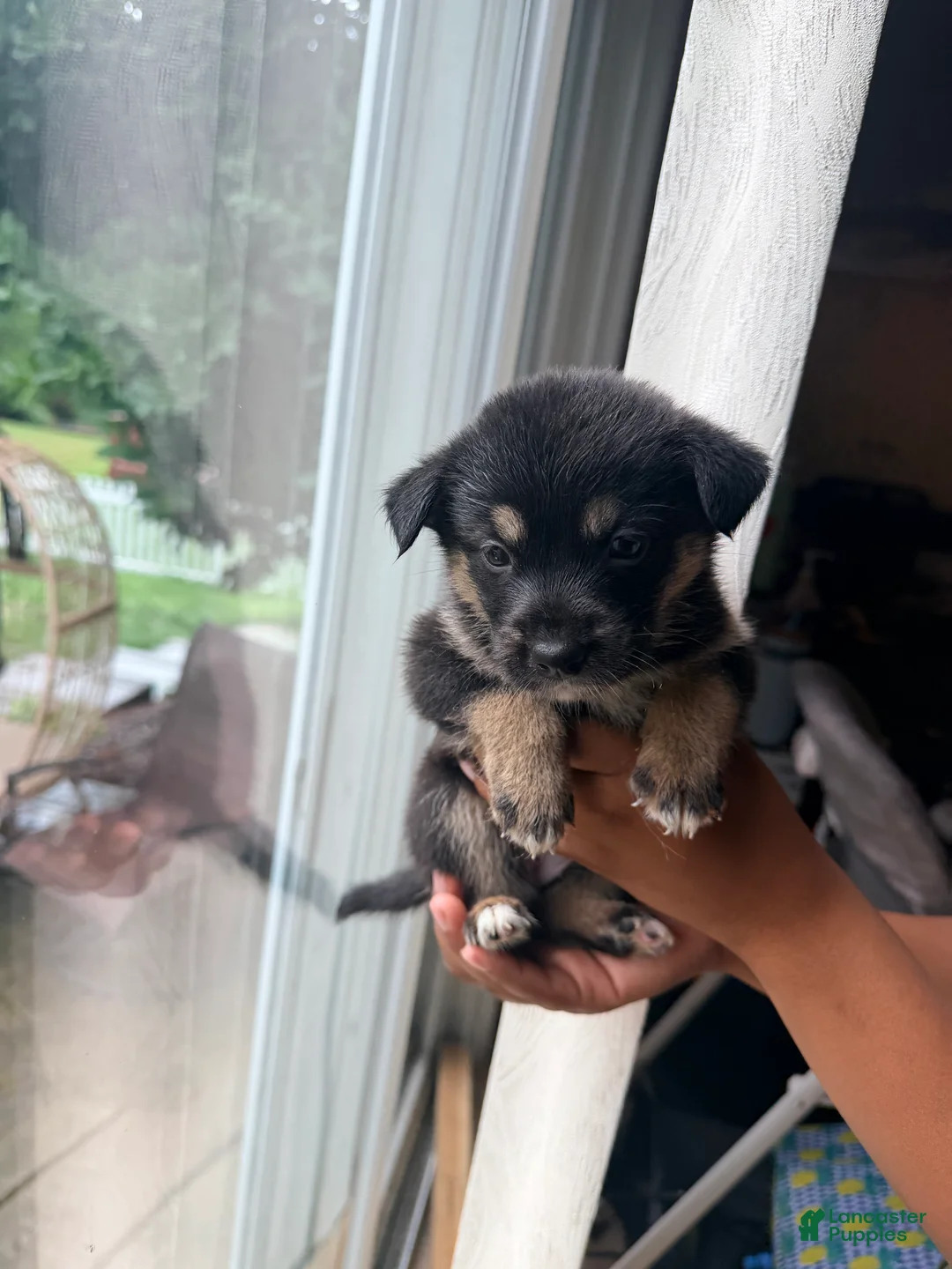 Mixed Breed dogs for sale: Roxy - Ad 1