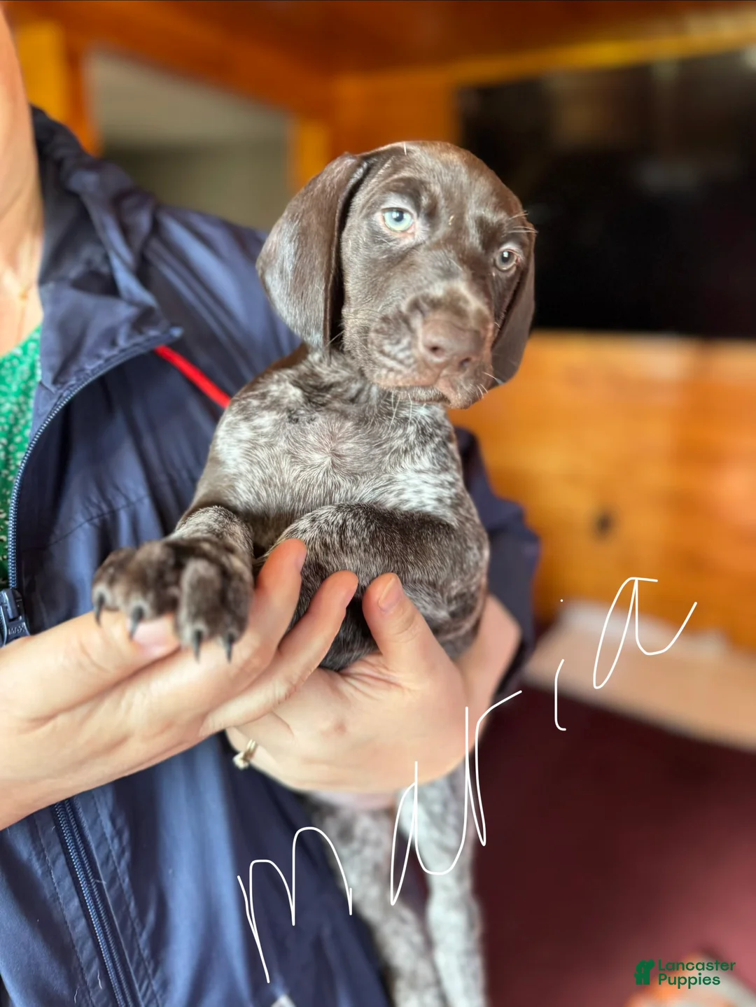 German Shorthaired Pointer dogs for sale: German Shorthaired Pointer Puppy 2 - Ad 1