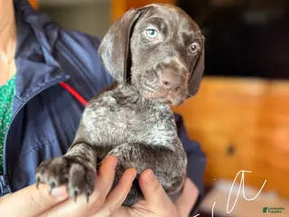 German Shorthaired Pointer dogs for sale: German Shorthaired Pointer Puppy 2 - Ad 1