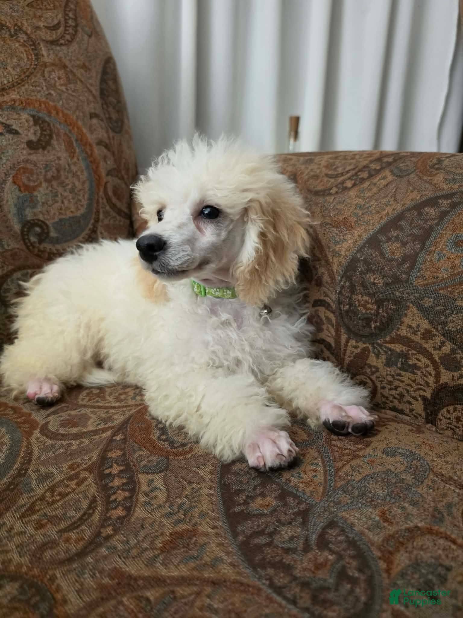 Miniature Poodle dogs Birch - Ad 3