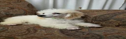 Miniature Poodle dogs for sale: Birch - Ad 1