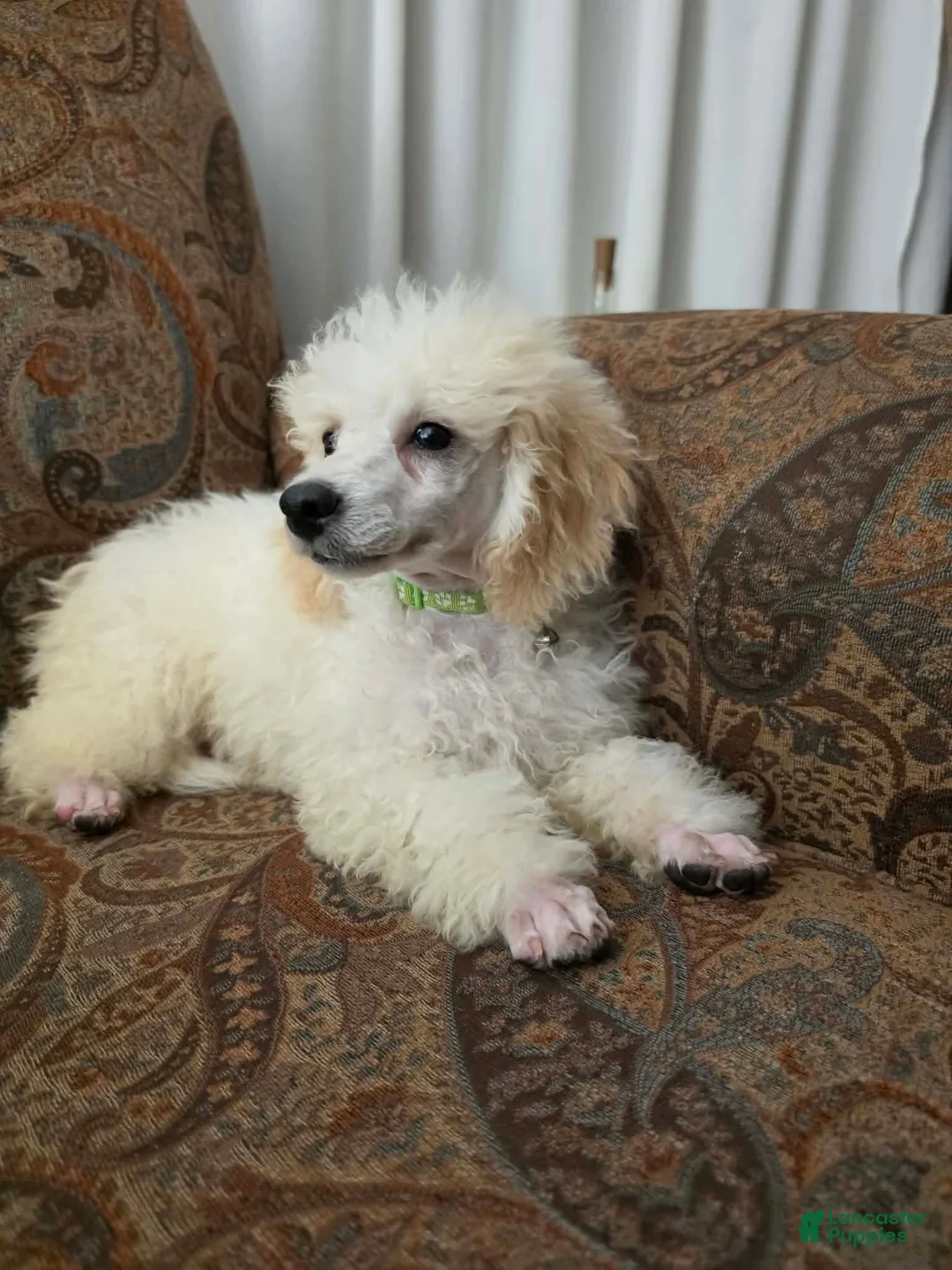 Miniature Poodle dogs for sale: Birch - Ad 1