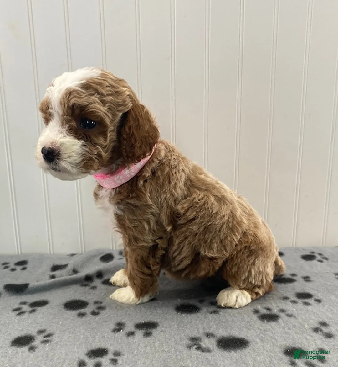 Toy Poodle dogs for sale: Roxy - Ad 2
