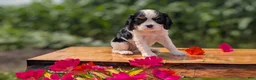 Cavalier King Charles Spaniel dogs for sale: Iris - Ad 6