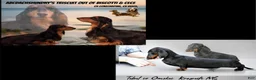Miniature Dachshund dogs for sale: Russian red Triscuit larger - Ad 13