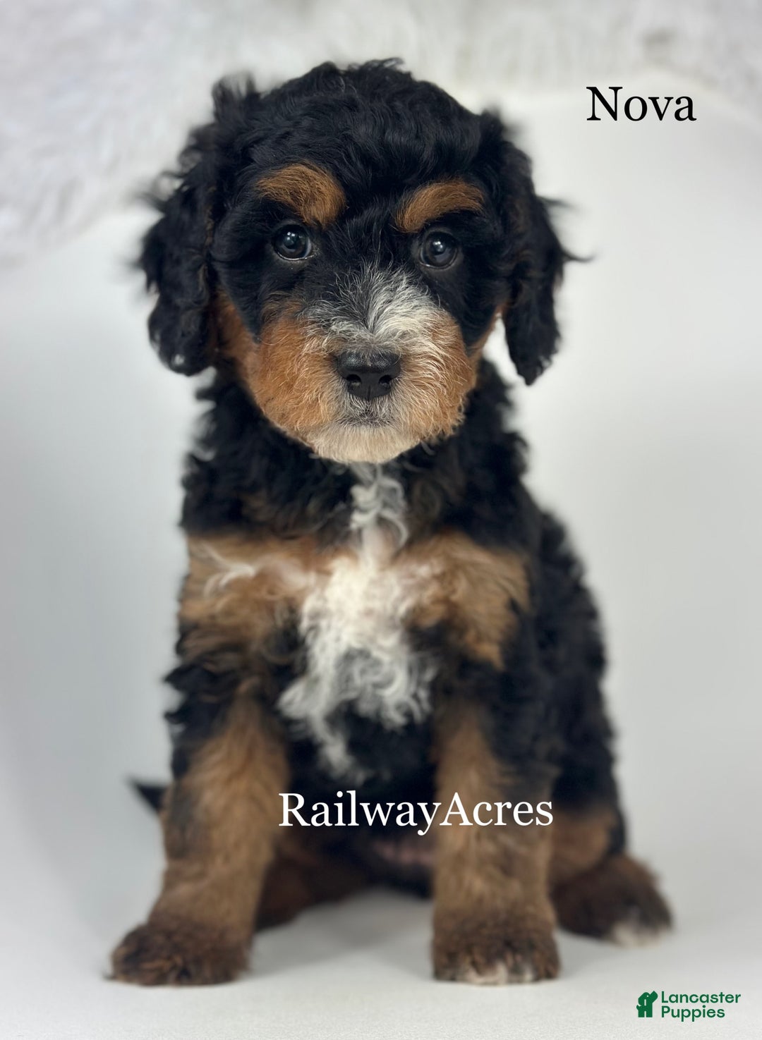Mixed Breed dogs for sale: Golden Mt. Doodle-nova - Ad 4