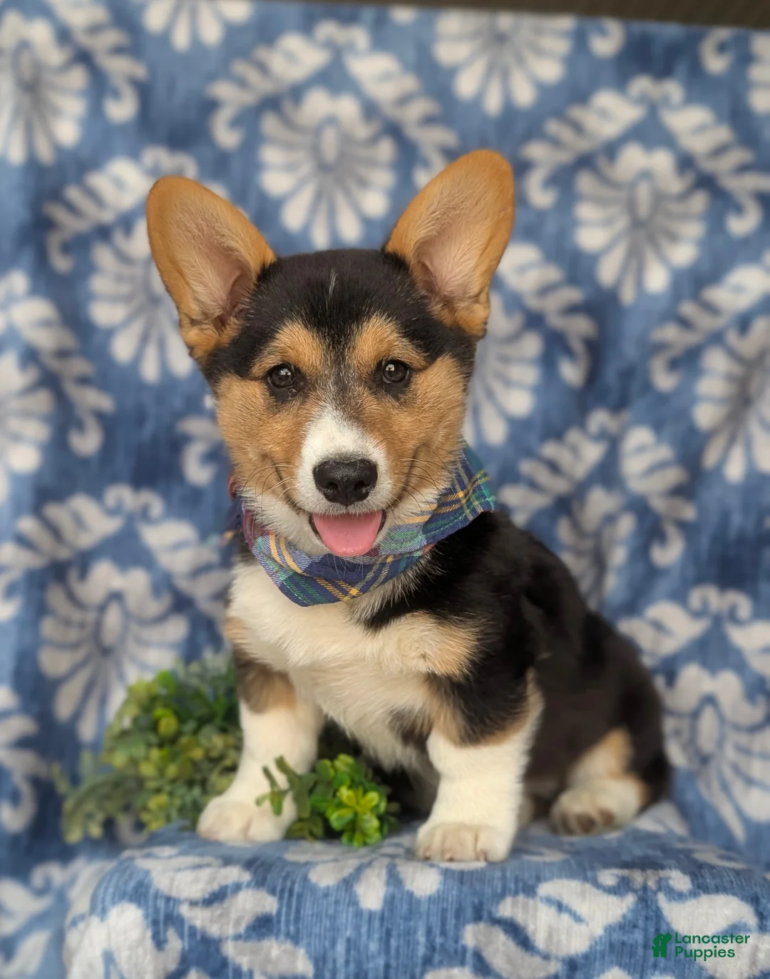 Welsh Corgi Pembroke dogs for sale: Gaspar - Ad 1