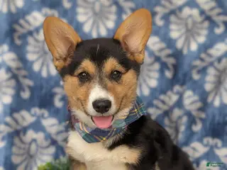 Welsh Corgi Pembroke dogs for sale: Gaspar - Ad 4