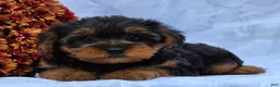 Yorkiepoo dogs for sale: Lucas - Ad 3