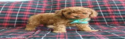 Cockapoo dogs for sale: Barkley - Ad 1