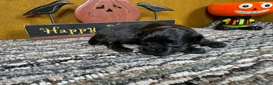Pekapoo 3