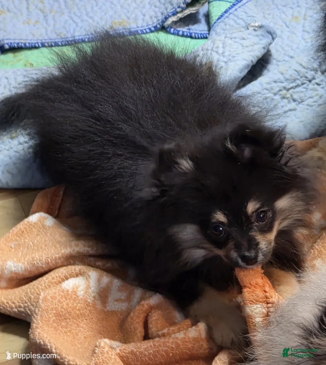 Pomeranian dogs for sale: Akc Maddy  - Ad 2